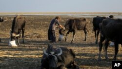 FILE - Water buffalo herders dealt with back to back droughts that severely reduced available food stocks in Dhi Qar province, Iraq, on Nov. 19, 2022. Iraq's prime minister promised sweeping measures to tackle climate change, March 12, 2023.