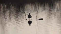 Volunteers Join Annual Christmas Bird Count

