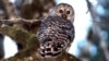 Killings of invasive owls to ramp up on US West Coast in bid to save native birds 