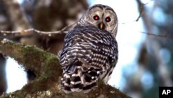 FILE - A barred owl is shown in the woods outside Philomath, Ore., Dec. 13, 2017. 