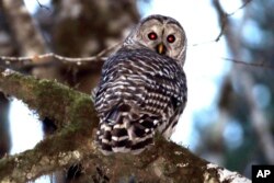 FILE - A barred owl is shown in the woods outside Philomath, Oregon, Dec. 13, 2017.