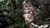 FILE - A northern spotted owl sits on a branch in Point Reyes, Calif., in June 1995.