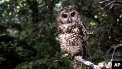 FILE - A northern spotted owl sits on a branch in Point Reyes, Calif., in June 1995.