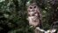 FILE - A northern spotted owl sits on a branch in Point Reyes, Calif., in June 1995.