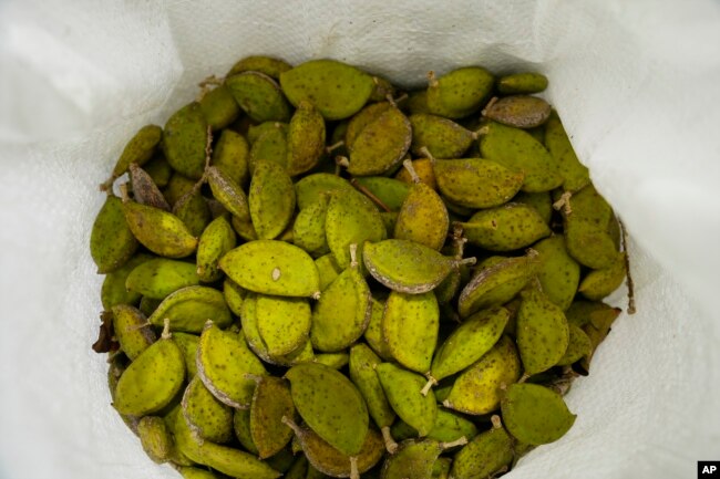 A bag of harvested Pongamia legume pods slowly dries out at the Terviva nursery, Thursday, March 21, 2024, in Fort Pierce, Fla. (AP Photo/Marta Lavandier)