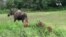 Nature | Moose in Alaska