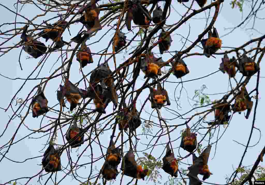 Indian flying foxes or fruit bats rest on tree branches inside a temple complex at Kadambazhipuram village in Palakkad district in the southern state of Kerala.