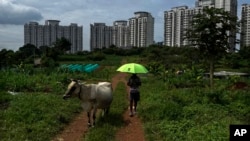FILE - A man walks holding an umbrella past a cow at a farm adjacent to a residential apartment complex in Kochi, southern Kerala state, India, June 11, 2022.