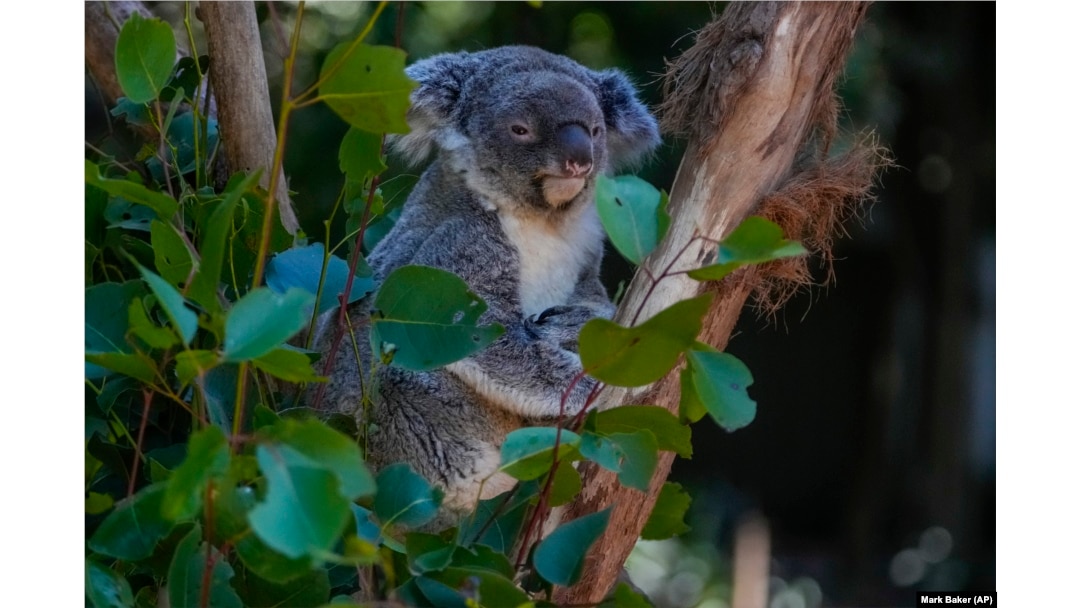 Devastating': Australian scientists race to save endangered wild koalas  from chlamydia