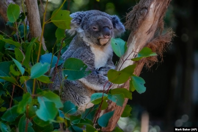 A koala sits in a tree at a koala park in Sydney, Australia, Friday, May 5, 2023. (AP Photo/Mark Baker)