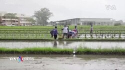 Philippines tạo giống lúa thông minh: chịu hạn, chịu lụt, chịu mặn