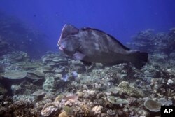 FILE - Seekor ikan kakatua Bumphead berenang di atas karang di Moore Reef di Negeri Laut Gunggandji di lepas pantai Queensland di Australia timur pada 13 November 2022. (AP/Sam McNeil)