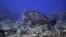FILE - A bumphead parrotfish swims above corals on Moore Reef in Gunggandji Sea Country off the coast of Queensland in eastern Australia on Nov. 13, 2022. 