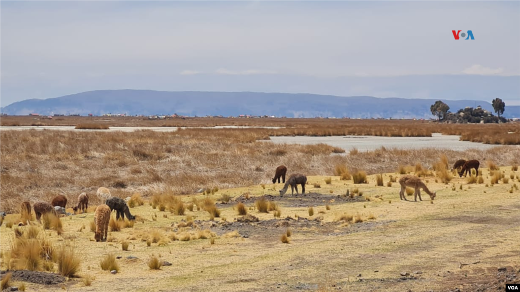 La fauna de la zona también se ve afectada por el menor nivel del lago Titicaca. La disminución de sus aguas deja suelos agrietados y poco alimento para los animales.