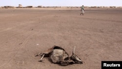 FILE - A man walks near a carcass of a dead cow in Farado Kebele, one of drought stricken Somali region in Ethiopia.