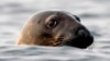 Bird Flu Decimating Seal Colonies; Scientists Baffled 