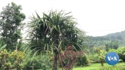 Jardim Botânico - um viveiro de belezas raras são-tomenses
