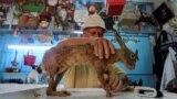 Tunisian taxidermist, Abdessalem Trabelsi, works on a stuffed rabbit inside his workshop in Rades, Aug. 24, 2023. 
