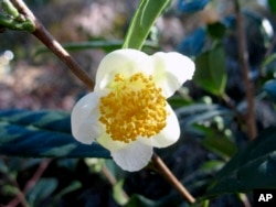 This image provided by the Missouri Botanical Garden shows a Camellia sinensis flower blooming on a plant. The plant's leaves are used to make white, green, black and oolong teas. (Missouri Botanical Garden via AP)