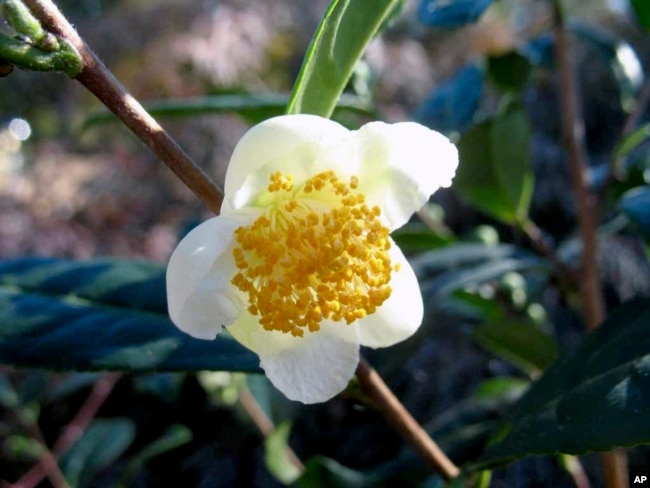 This image provided by the Missouri Botanical Garden shows a Camellia sinensis flower blooming on a plant. The plant's leaves are used to make white, green, black and oolong teas. (Missouri Botanical Garden via AP)