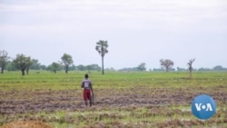 Indian Rice Export Ban Prompting Shutdown of Nigerian Mills