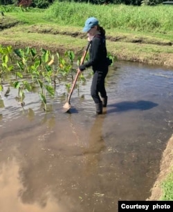 Climate change reporter Audrey Gray stands in a taro field on February 6, 2021, reporting from Hawaii.  (Photo courtesy of Audrey Gray)