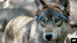 FILE - A gray wolf is pictured on July 16, 2004, at the Wildlife Science Center in Forest Lake, Minn.