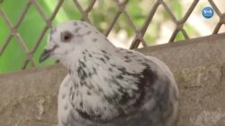 Hindistan polisi her ihtimale karşı postacı güvercinleri eğitmeye devam ediyor 