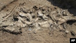 This photo provided by the Homa Peninsula Paleoanthropology Project shows a fossil hippo skeleton and associated Oldowan artifacts at the Nyayanga site in southwestern Kenya in July 2016. (T.W. Plummer/Homa Peninsula Paleoanthropology Project via AP)