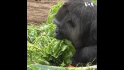  柏林动物园为世界上最长寿的大猩猩庆祝生日 