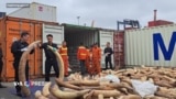 Hải Phòng bắt giữ 7 tấn ngà voi xuất phát từ Angola 