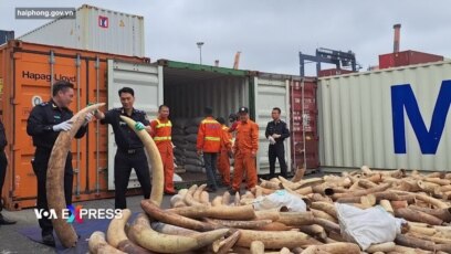 Hải Phòng bắt giữ 7 tấn ngà voi xuất phát từ Angola 