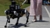 Chinese Researchers Develop Robot Dogs to Assist the Blind