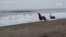 Sea Mammals and Ocean Health