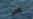 ANSA: 41 Dead in Migrant Shipwreck in Central Mediterranean