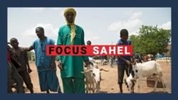 Focus Sahel, épisode 61 : l'impact des troubles sécuritaires sur l'élevage