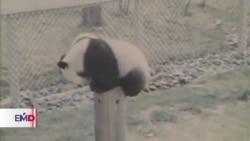 Pandas gigantes vuelven a China ¿por tensiones con EEUU?
