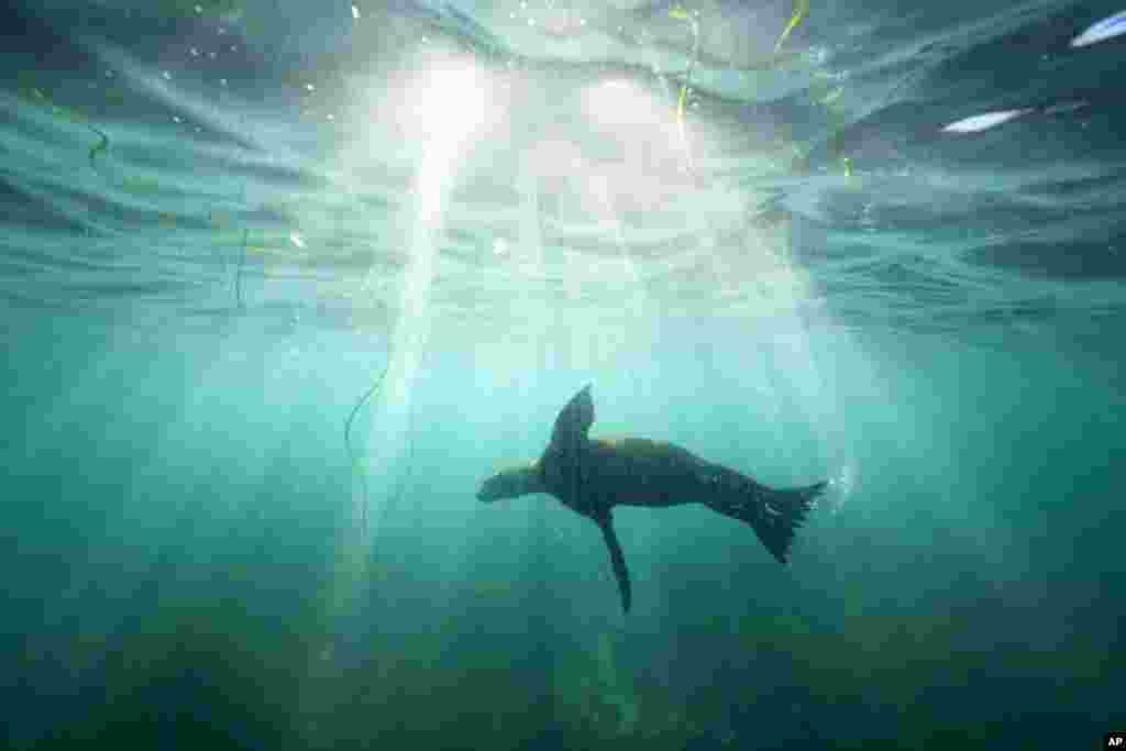 A sea lion swims over sea grass in La Jolla Cove, Oct. 10, 2023, in San Diego, California.