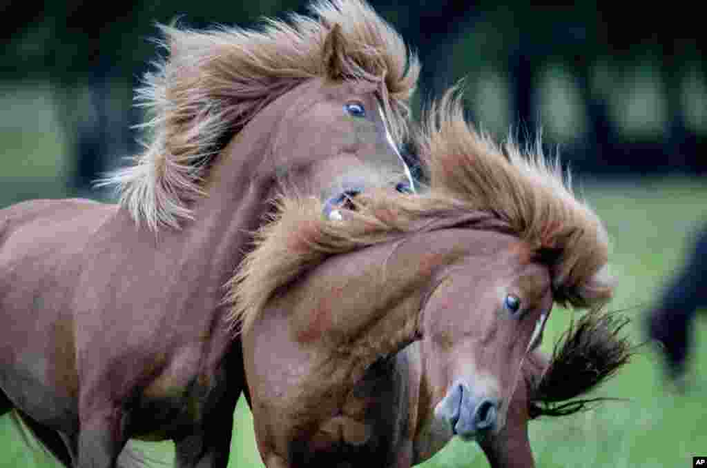 Исландските коњи играат на фарма со обетка во Верхајм во близина на Франкфурт, Германија.
