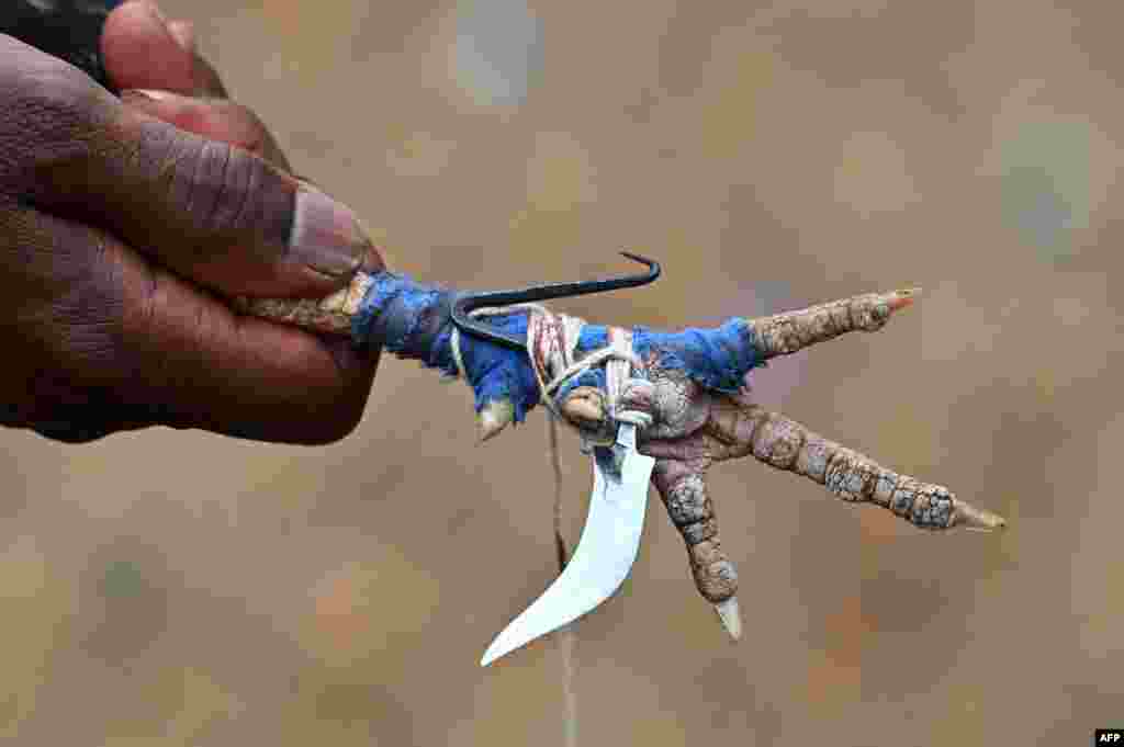 Селанец држи петелска нога со закачено сечило пред тепачка со петел на локалниот саем во Катекалјан во областа Дантевада во индиската држава Чатисгар.