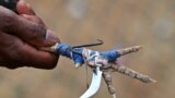 A villager holds a rooster's leg with a blade attached before a cock fight at a local fair at Katekalyan in Dantewada district in India's Chhattisgarh state, April 16, 2024. 