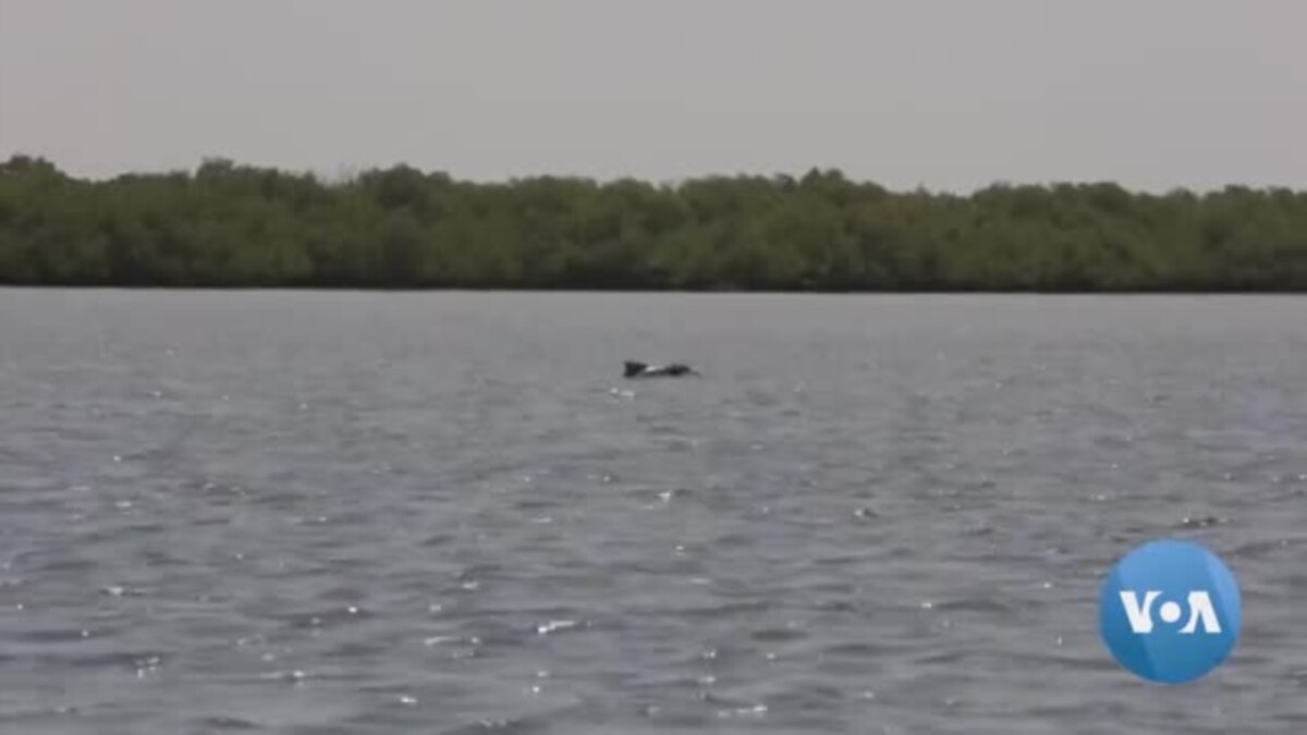 Senegal Critically Endangered Dolphin Threatened by Illegal Fishing Nets