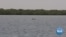 Senegal: Critically Endangered Dolphin Threatened by Illegal Fishing Nets