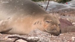 Հազվադեպ տեսակի վտանգված փոկը՝ Յաֆֆայի ափին_1.mp4