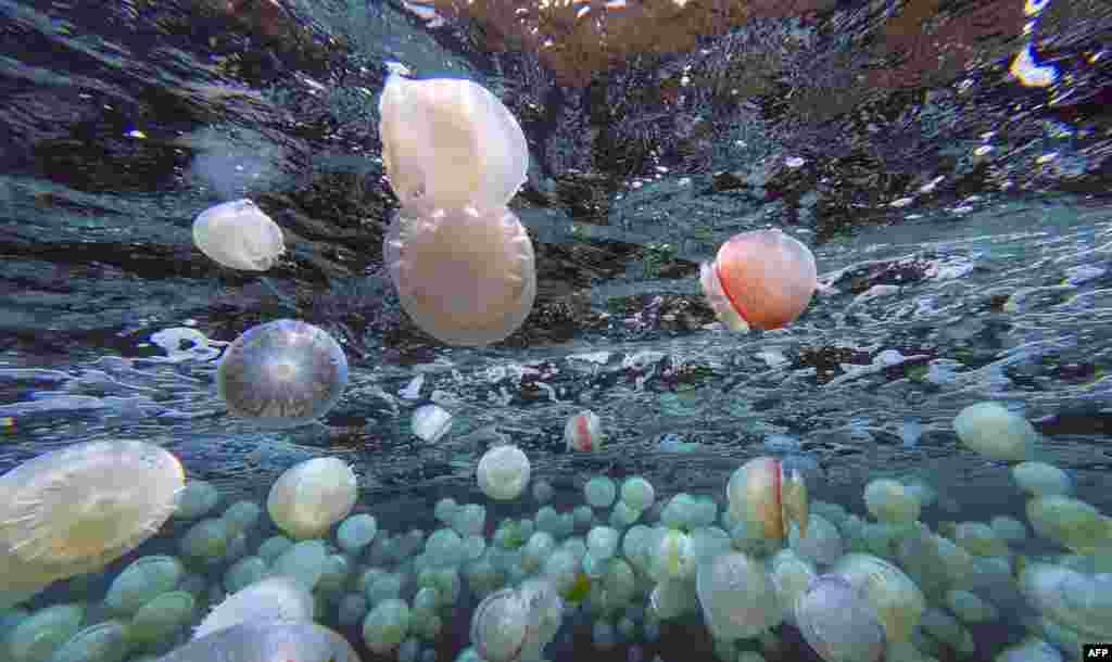 Cannonball jellyfish (Stomolophus meleagris) are pictured off the coast of Chuao, Aragua State, Venezuela