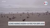 Gripe aviar amenaza a más de 100 especies