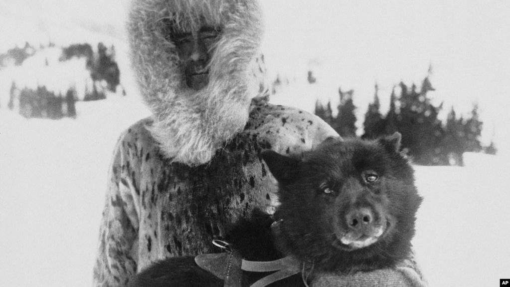 FILE - Gunnar Kaasen and the heroic dogsled team leader Balto in the 1920s. In the Zoonomia Project published April 27, 2023, Balto’s genes were compared to other dogs.