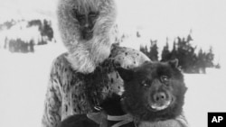 FILE - Gunnar Kaasen and the heroic dogsled team leader Balto in the 1920s. In the Zoonomia Project published April 27, 2023, Balto’s genes were compared to other dogs.