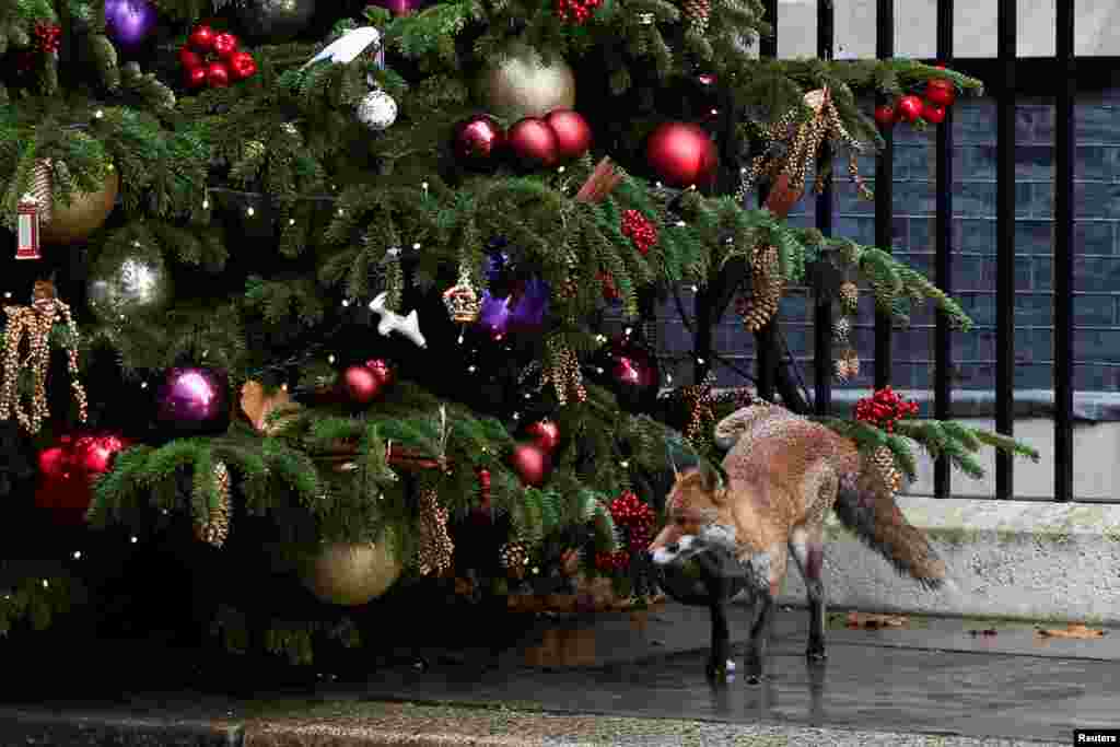 A fox stands outside 10 Downing Street in London.