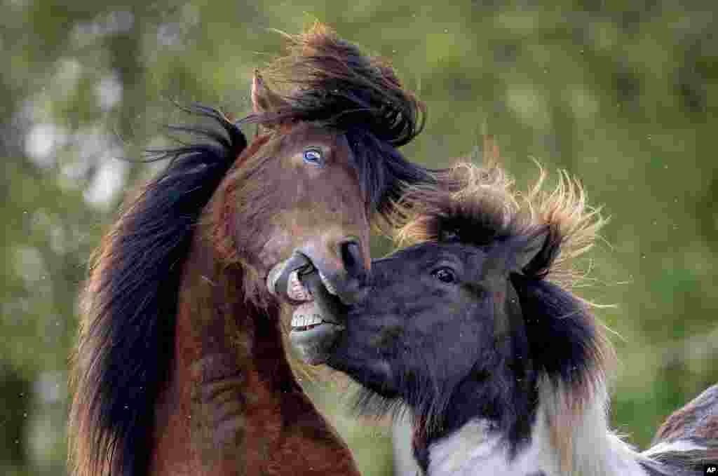 Dua kuda Islandia bermain di peternakan pejantan di kota Wehrheim dekat Frankfurt, Jerman. (AP)&nbsp;